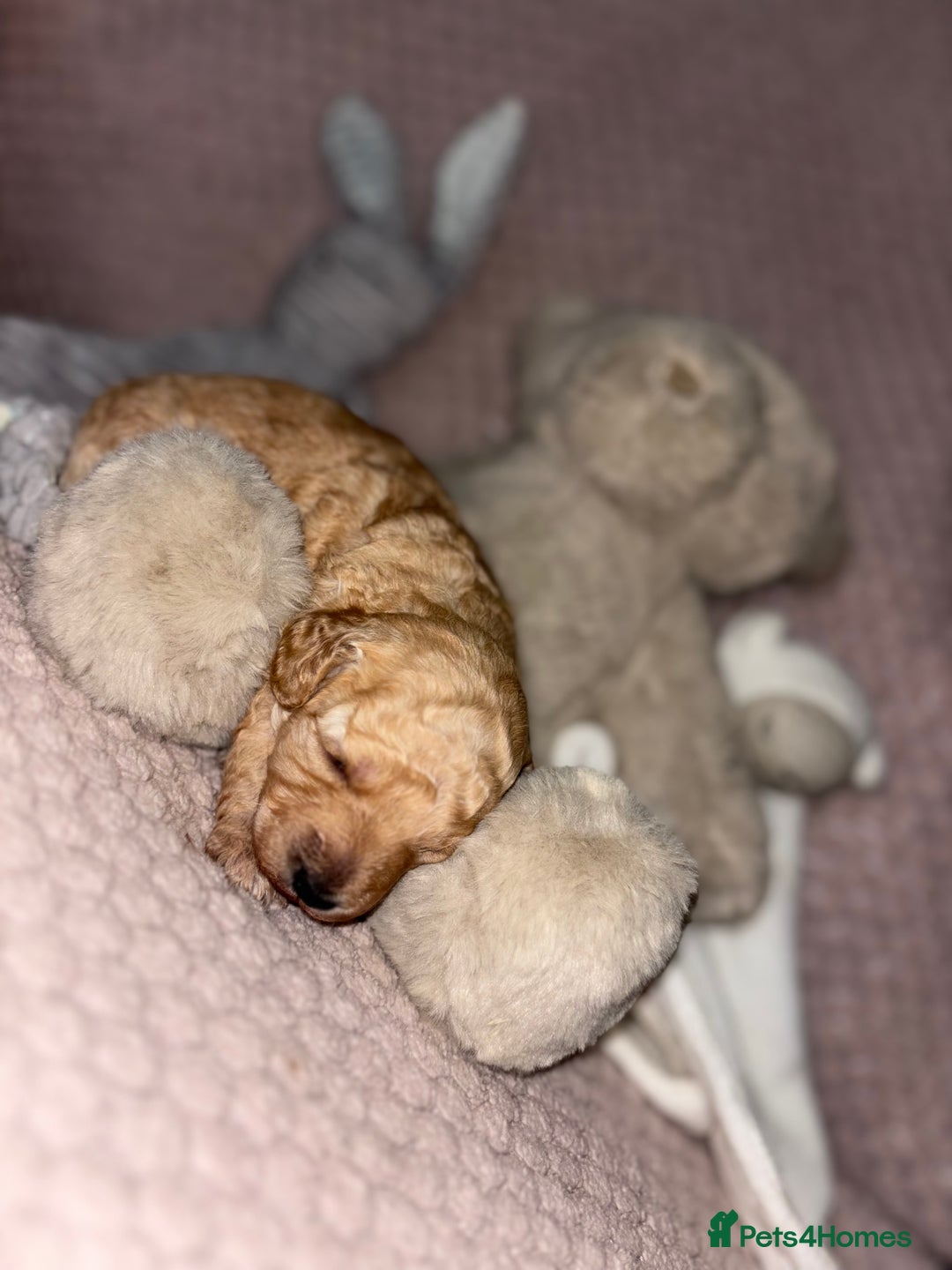 Toy Poodle dogs for sale: 3 stunning toy poodle females  - Image 7