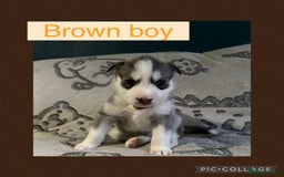Siberian Husky dogs for sale: Siberian husky puppies - Image 11