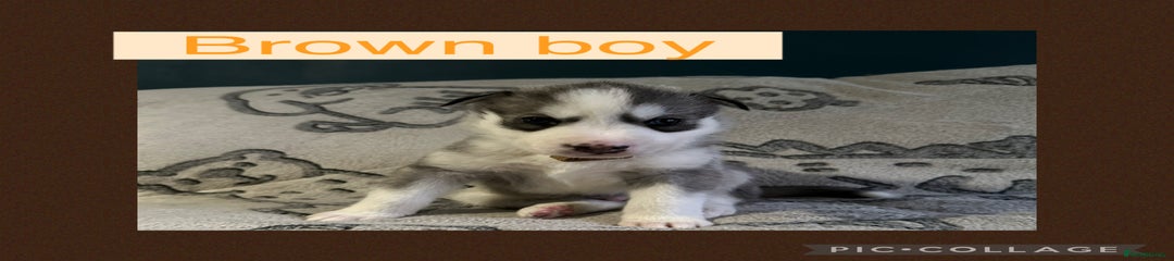 Brown collar