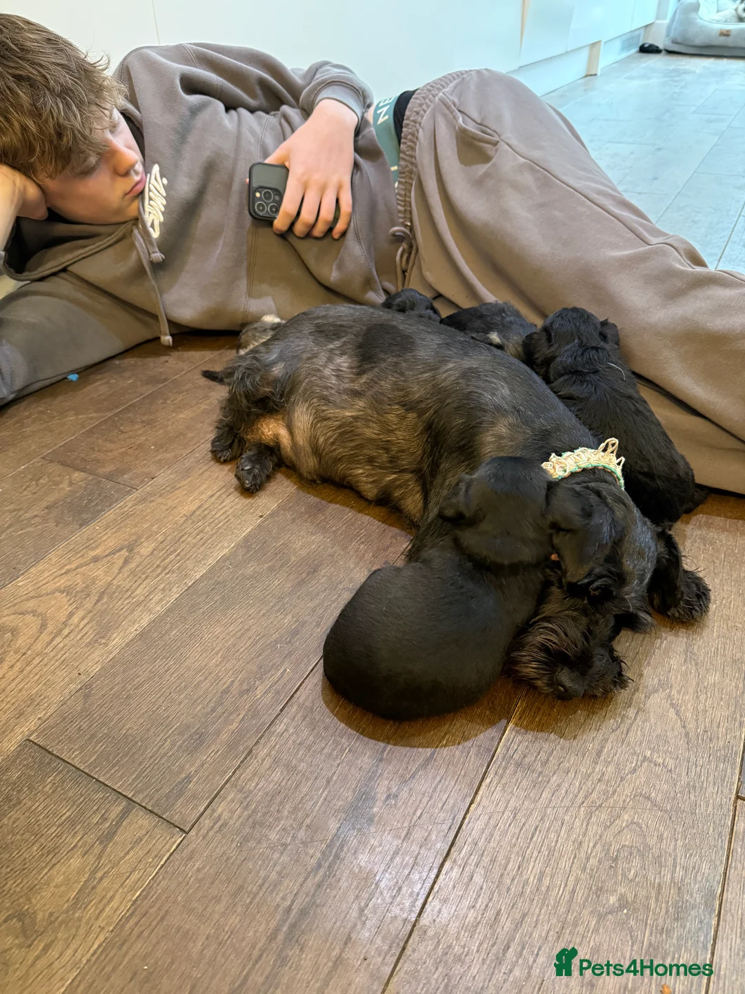 Miniature Schnauzer dogs for sale: Beautiful KC Registered Miniature Schnauzer - Advert 2