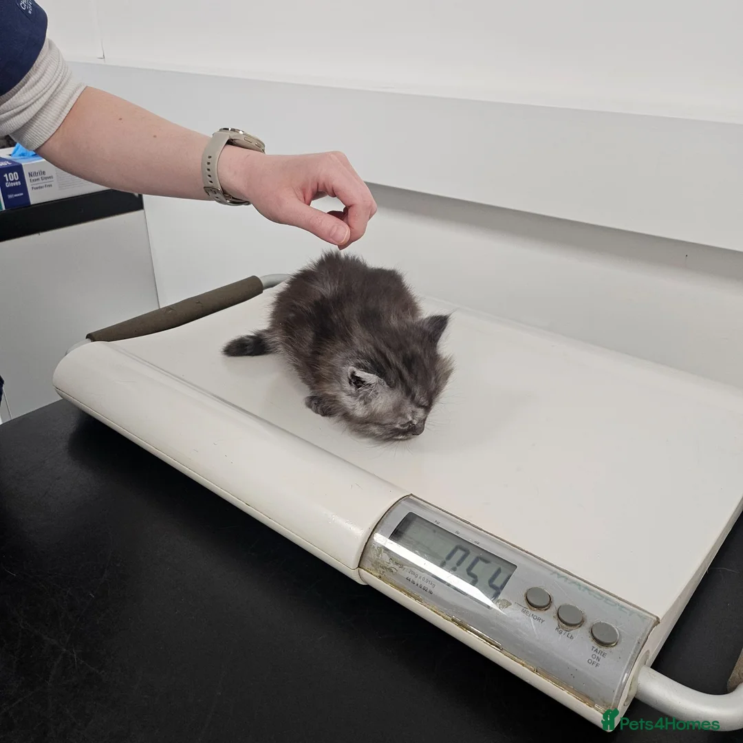 Persian cats for sale: Persian x kittens £250 2 girls left - Advert 2