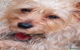Yorkshire Terrier dogs for sale: teddy - Image 3