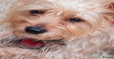Yorkshire Terrier dogs - Advert 2