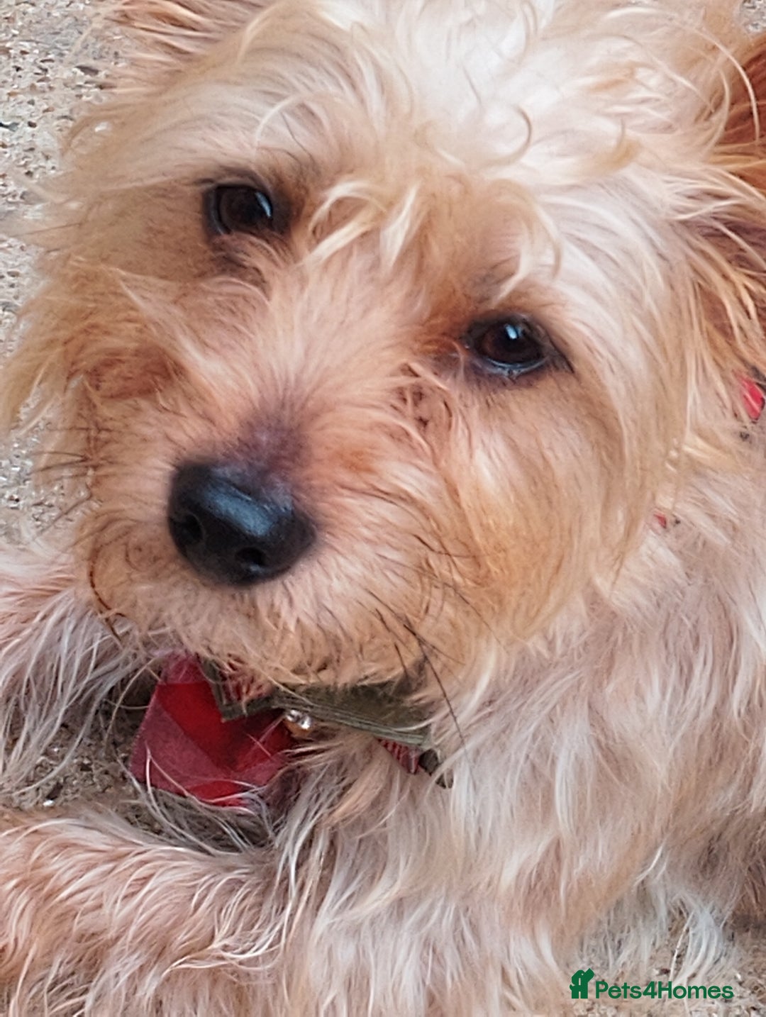 Yorkshire Terrier dogs for sale: teddy - Image 3