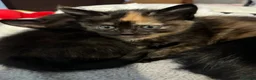Mixed Breed cats for sale: 5 kittens for sale. prices vary..READ DESCRIPTION  - Advert 4