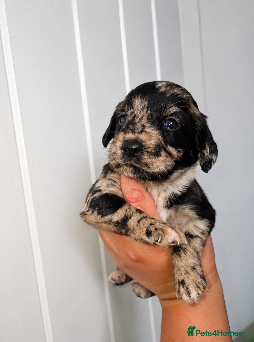 Cocker Spaniel dogs Stunning Merle Cocker Spaniels 🐾  - Advert 2