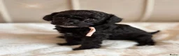 Cavapoo dogs for sale: Premium Quality Teddy Toy Cavapoos F1B - Advert 26