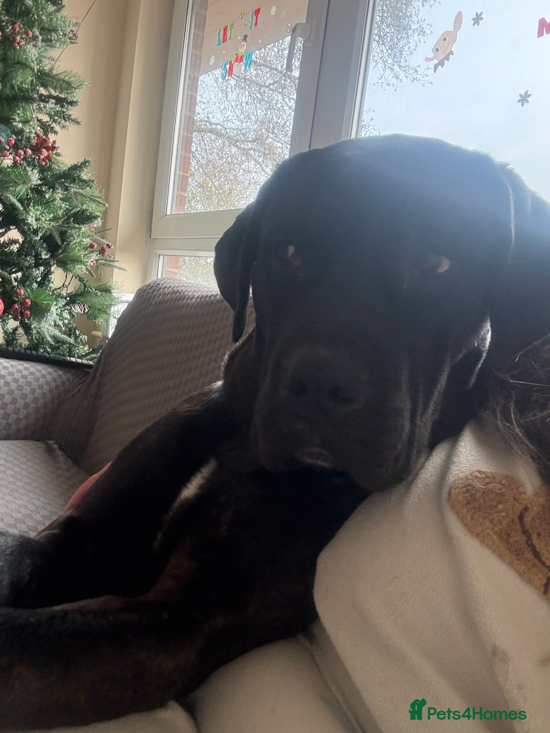 Cane Corso dogs for sale: 9 month old cane corso  - Advert 3