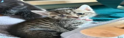 Mixed Breed cats for sale: Grey tuxedo cat mixed with tabby  in Bromley - Advert 10