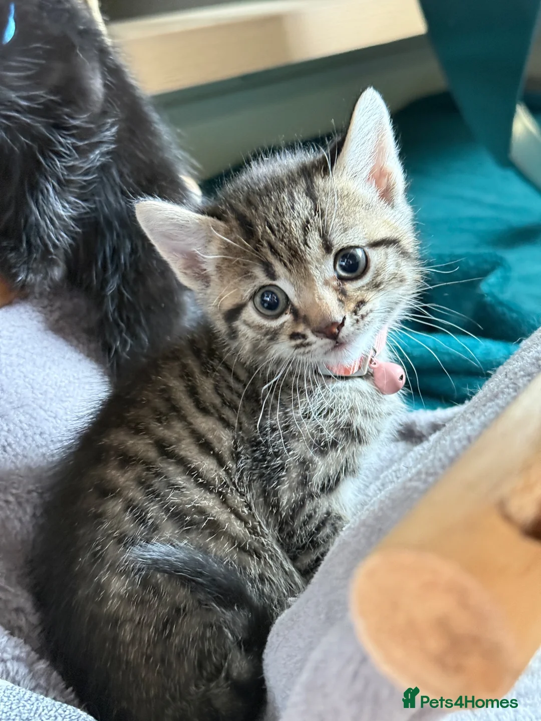 Mixed Breed cats for sale: Grey tuxedo cat mixed with tabby  in Bromley - Advert 10