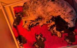 English Springer Spaniel dogs for sale: Kc reg health tested  - Image 13