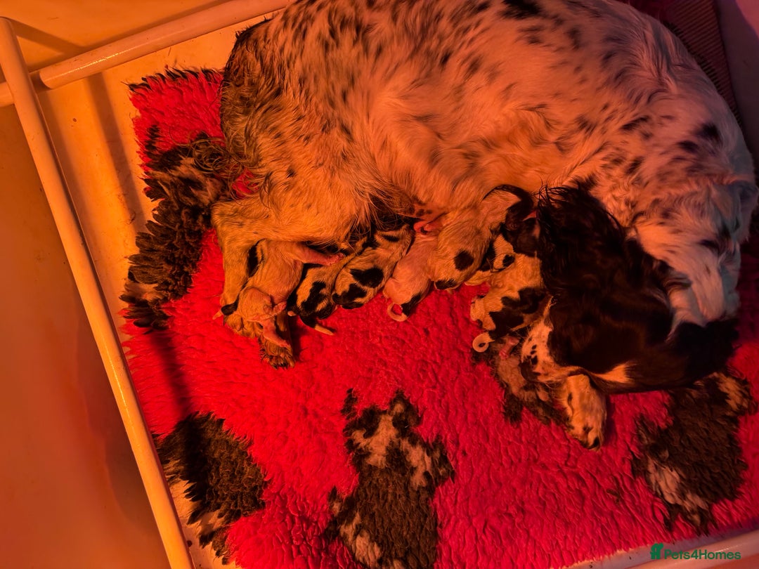 English Springer Spaniel dogs for sale: Kc reg health tested  - Image 13
