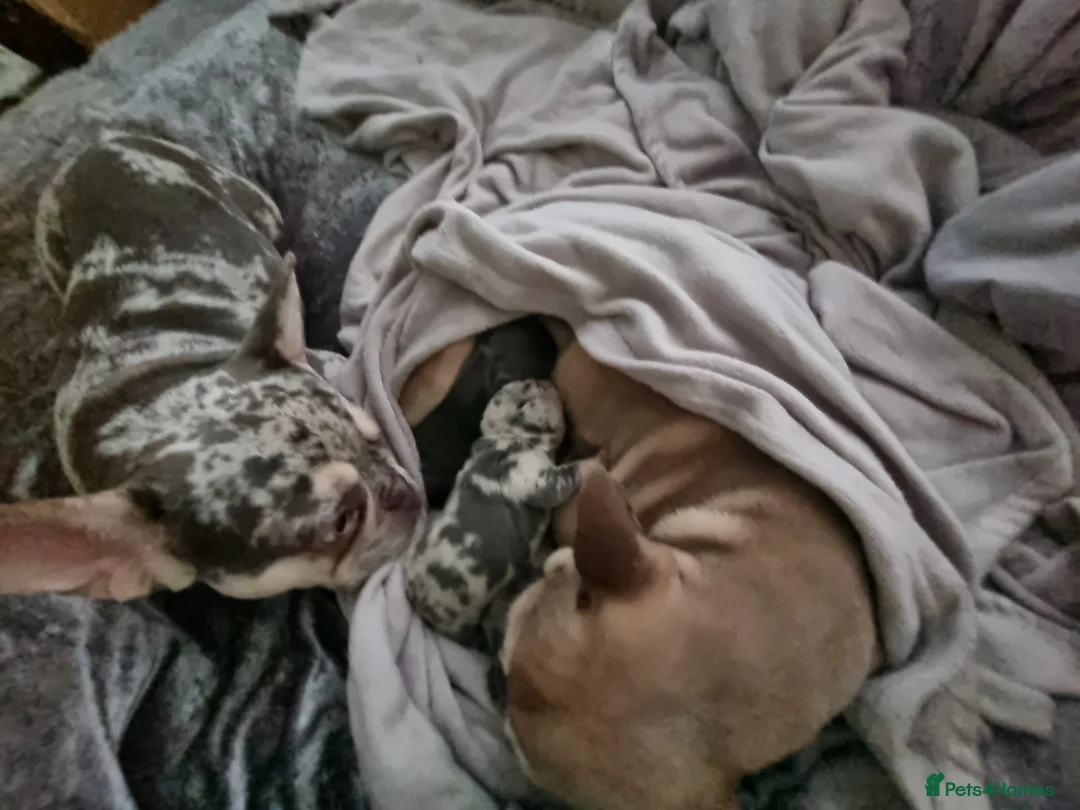 French Bulldog dogs for sale: 3 gorgeous french bulldog puppies - Advert 5