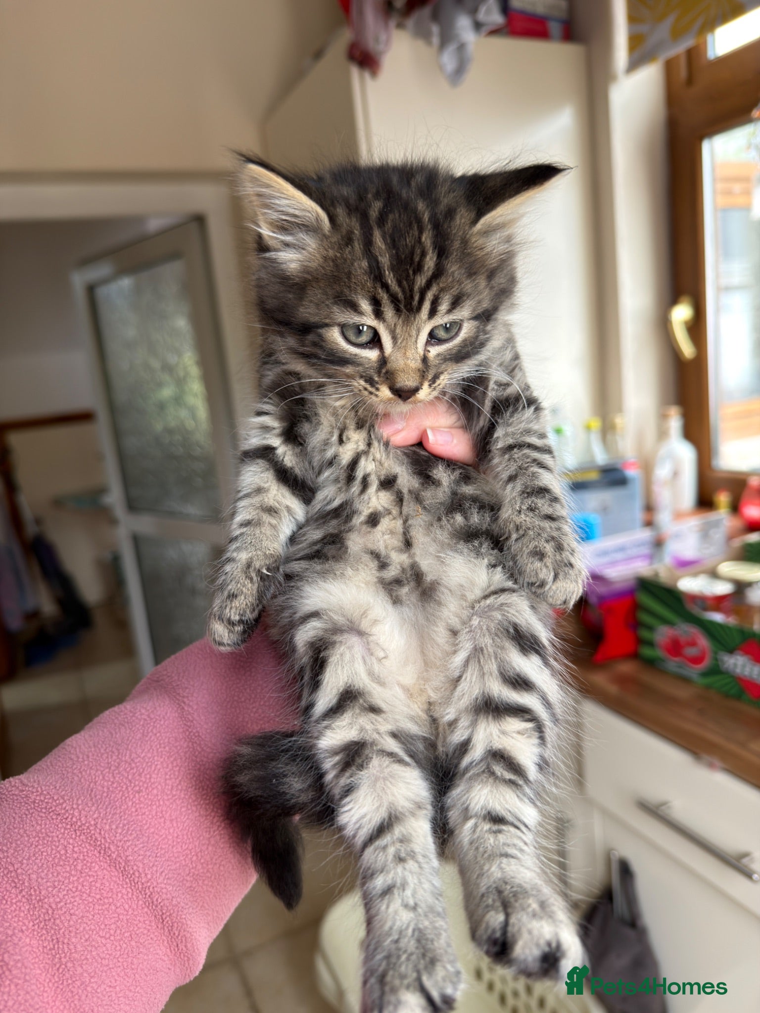 Mixed Breed cats Beautiful long haired male mixed kitten for sale - Advert 19
