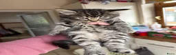 Mixed Breed cats for sale: Beautiful long haired male mixed kitten for sale - Advert 4