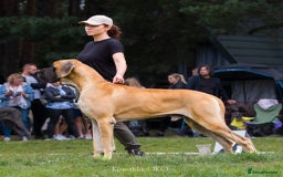 Great Dane dogs for sale: 🌟 Upcoming Litter – Great Danes- August 2025 🌟 - Image 5