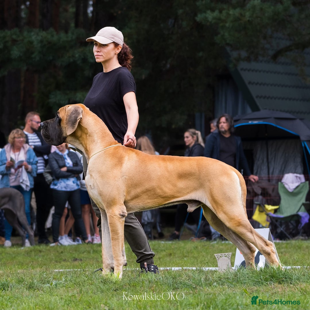 Great Dane dogs for sale: 🌟 Upcoming Litter – Great Danes- August 2025 🌟 - Image 5