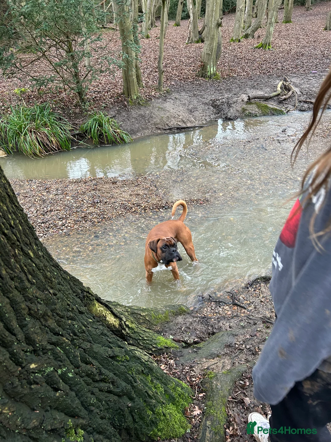 Boxer dogs for stud: Boxer boy for stud  - Advert 7