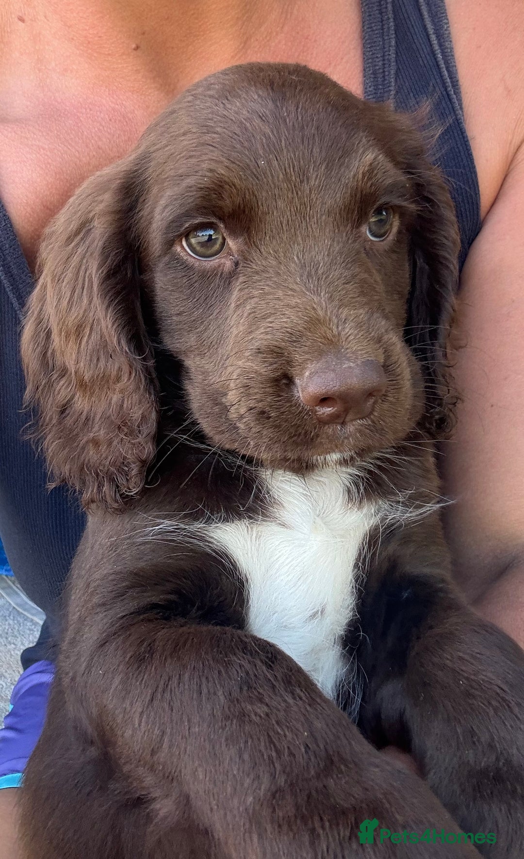 Sprocker dogs for sale: Stunning Chocolate Sprocker Spaniels in Llandysul - Image 12