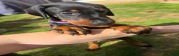 Dobermann dogs for sale: 2 girls left ❤️ Doberman Puppies - Advert 26