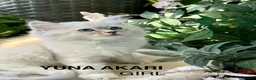 Ragdoll cats for sale: F1 100 % PURE FIFE REGISTRATION RAGDOLL KITTENS - Advert 13