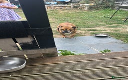 English Bulldog dogs for sale: 1 year old English bulldog  - Image 4