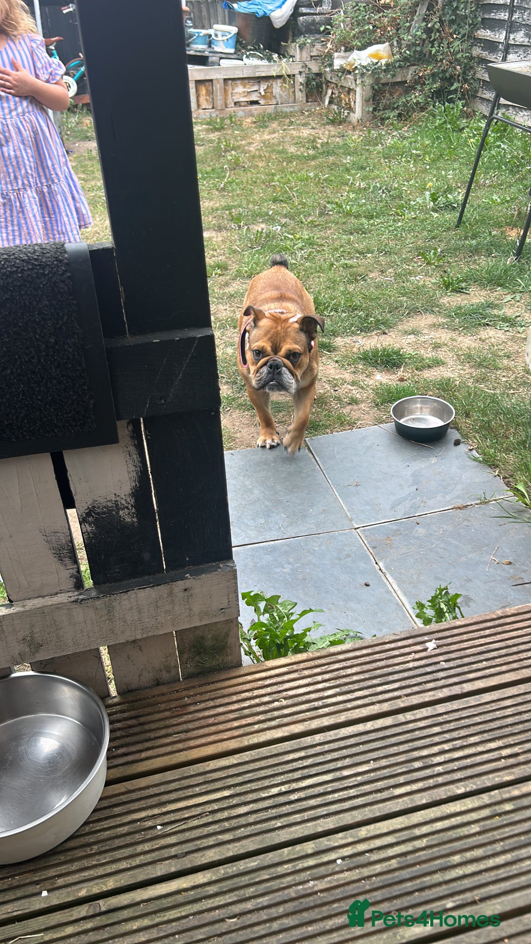 English Bulldog dogs for sale: 1 year old English bulldog  - Image 4