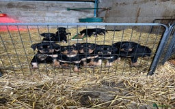 Mixed Breed dogs for sale: Beautiful Retriever X Huntaway puppies for sale - Image 1