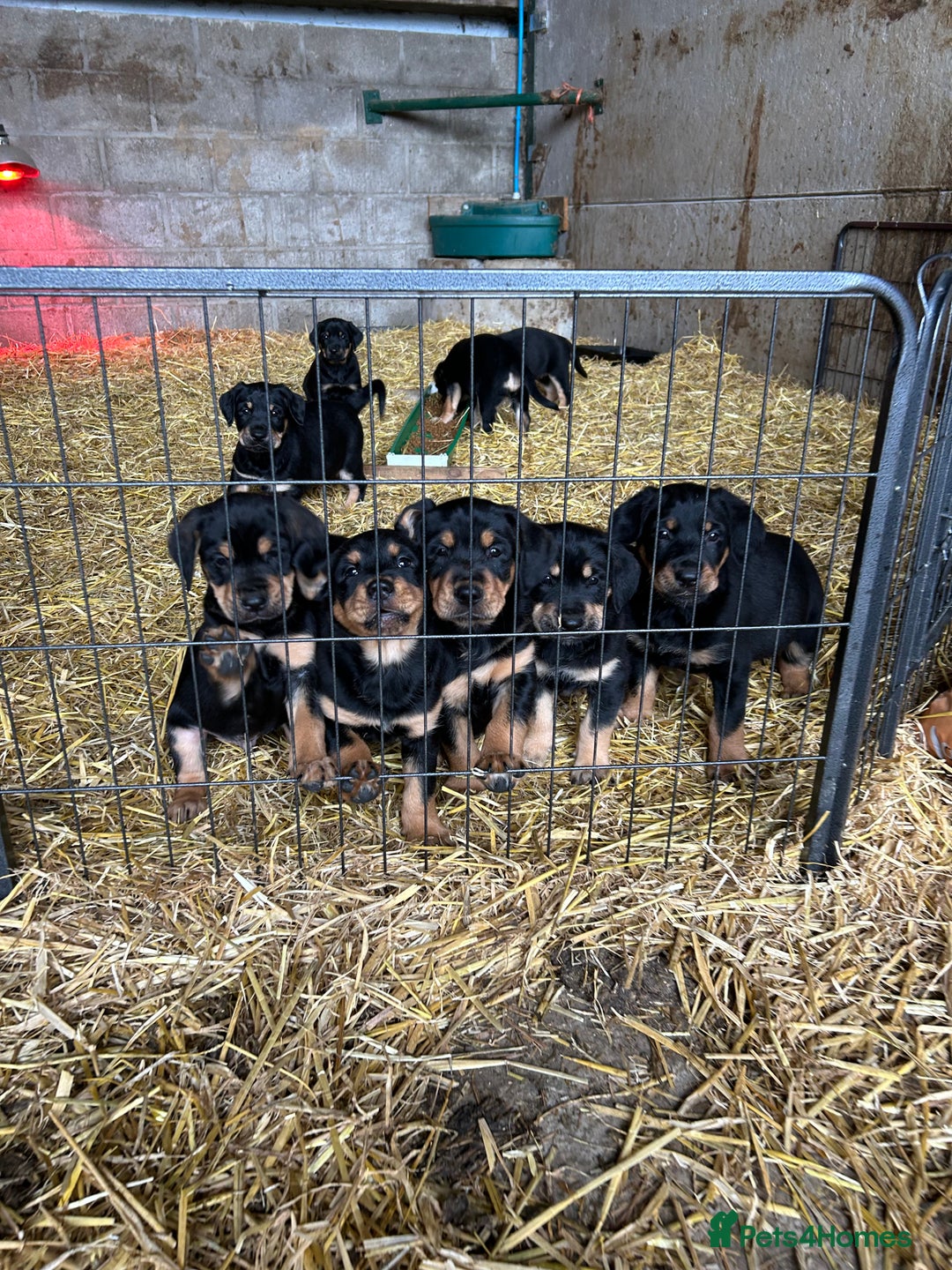 Mixed Breed dogs for sale: Beautiful Retriever X Huntaway puppies for sale - Image 1