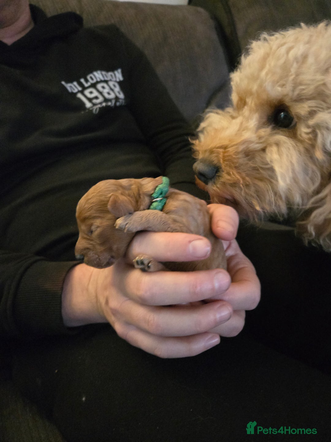 Cockapoo dogs for sale: 6 male Cockapoo puppies. Ready 13th Jan.  - Advert 19