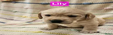 Mixed Breed Puppy 7 Lily
