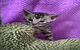 Bengal cats for sale: Stunning Silver Bengal Kittens 😻 - Image 23