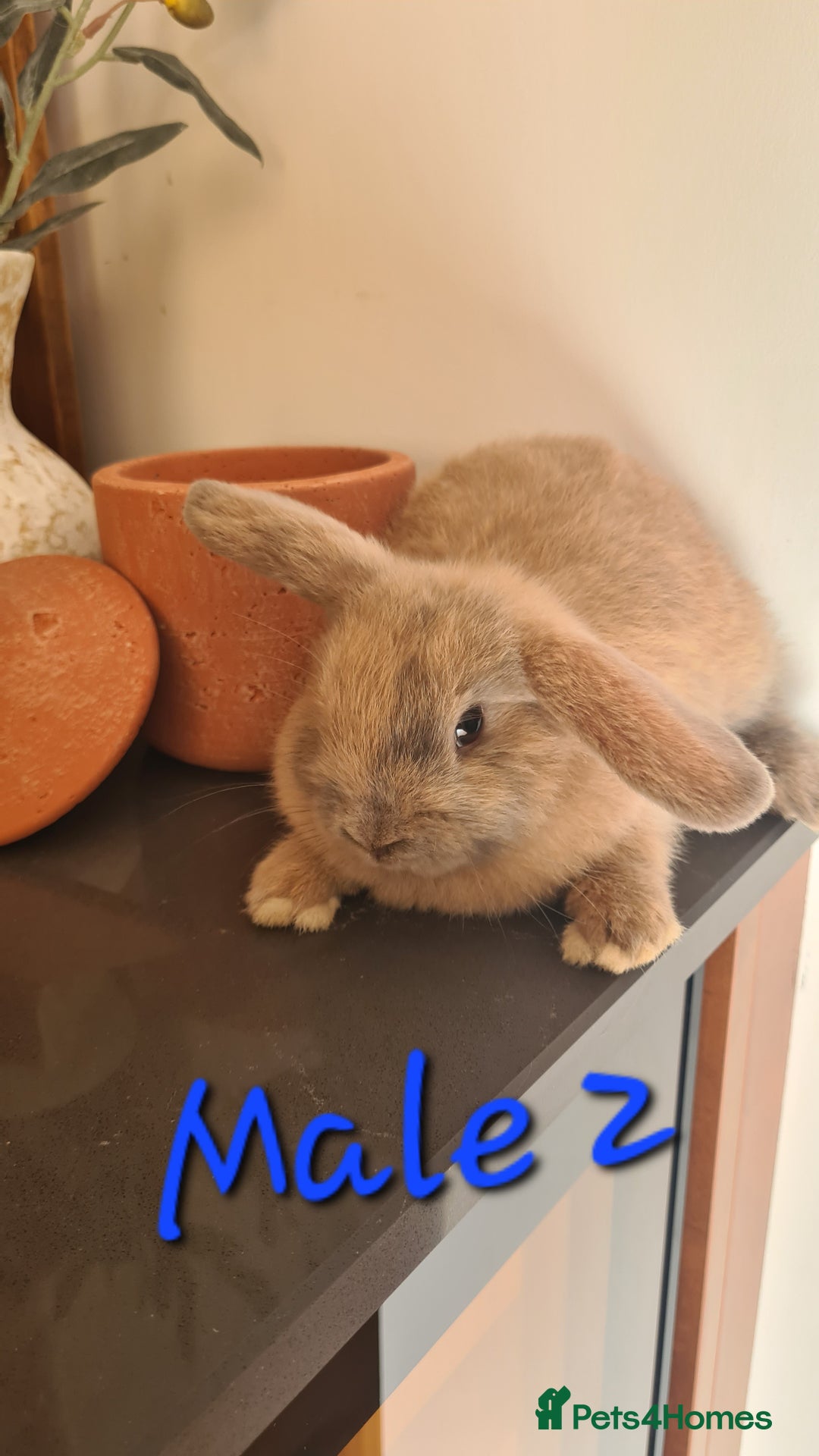 Mini Lop rabbits for sale: 6 Mini Lop Baby Rabbits - 4 females, 2 males - Image 7