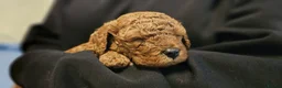 Cavapoo dogs for sale: Beautiful deep red Cavapoo puppies  - Advert 3