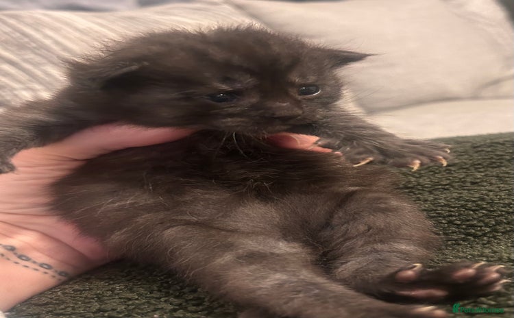 Maine Coon cats - Advert 14