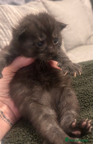 Maine Coon cats - Advert 14