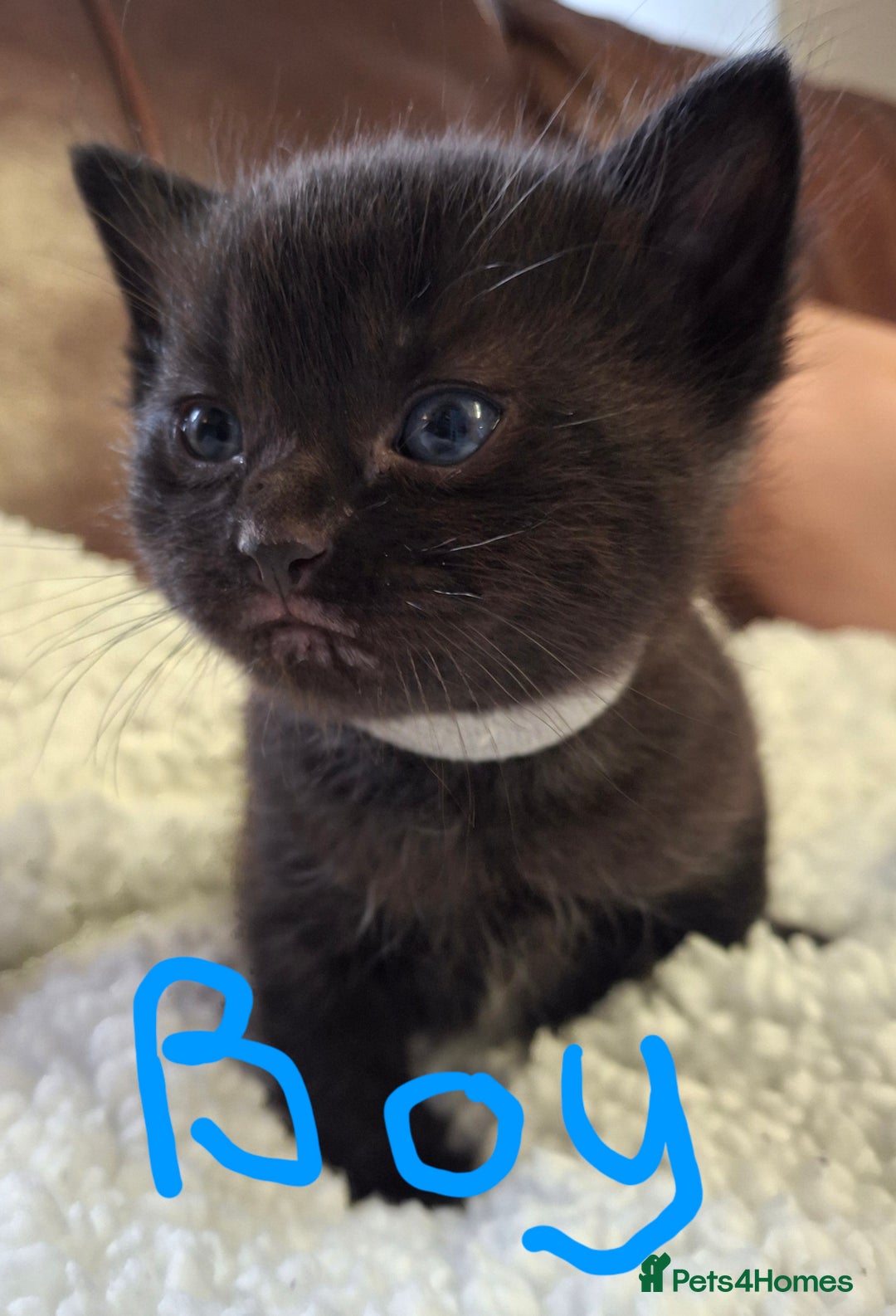 Ragdoll cats for sale: Ragdoll x BSH kittens (individually priced) - Image 4
