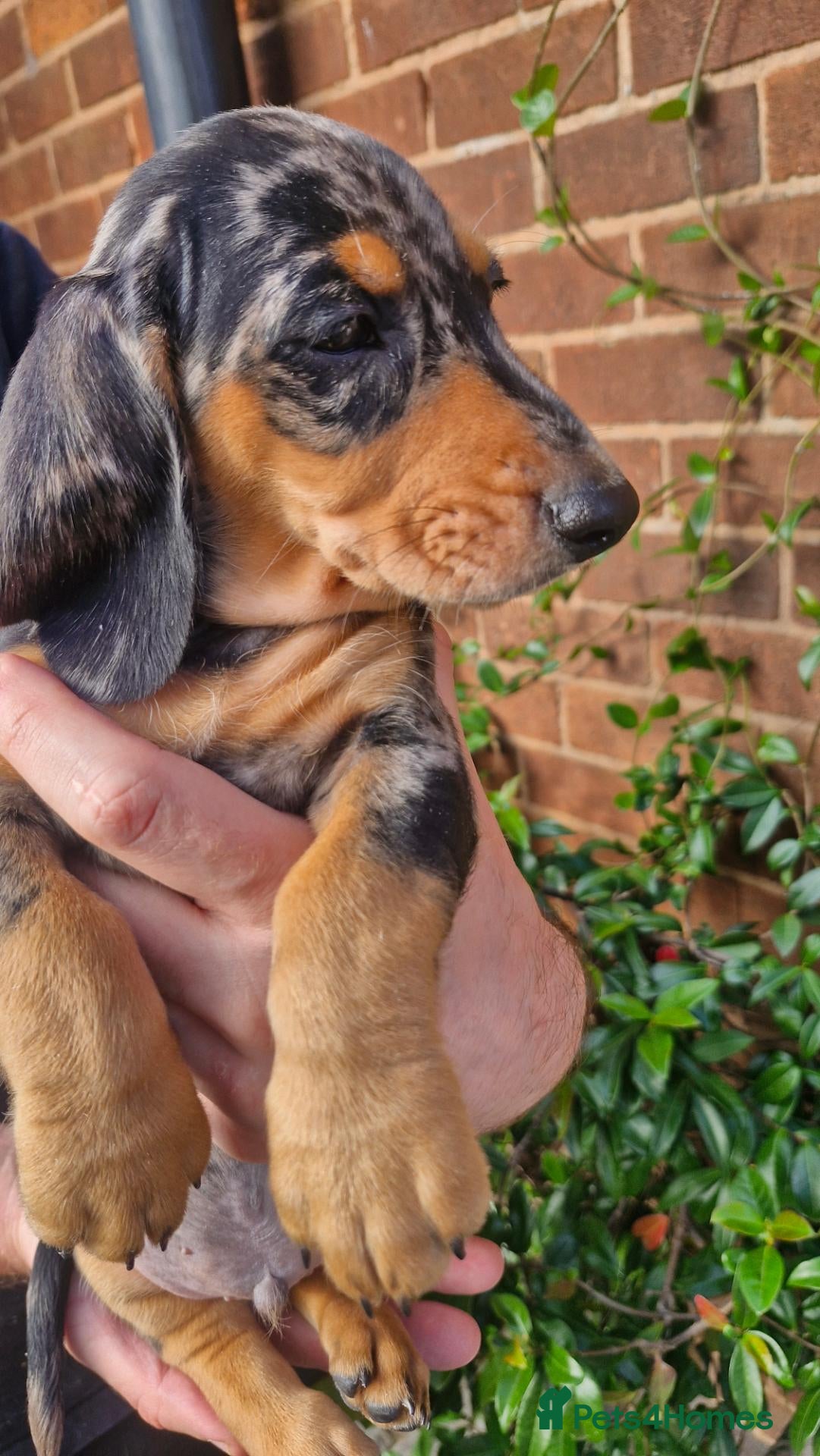 Dachshund dogs Beautiful dapple daschunds - Advert 4