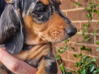 Dachshund dogs Beautiful dapple daschunds - Advert 4