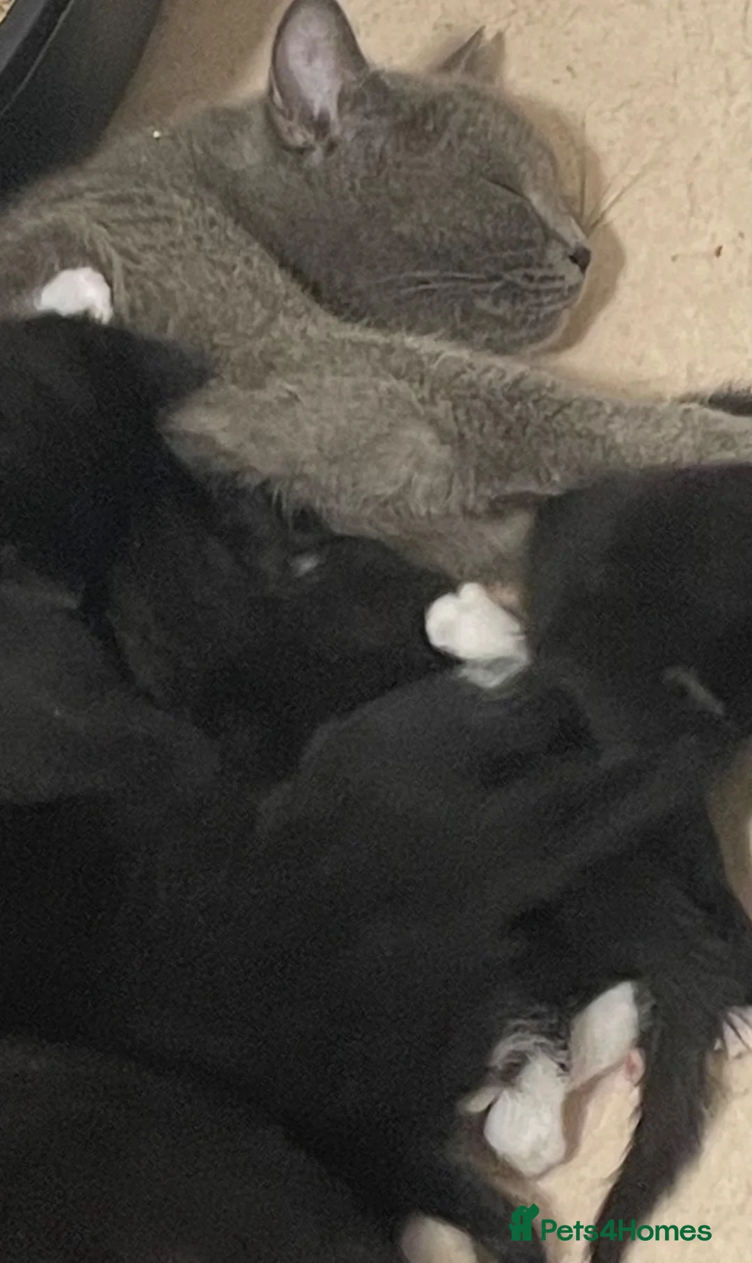 Mixed Breed cats for sale: Beautiful Mix Breed Kittens  in Harrow - Advert 9