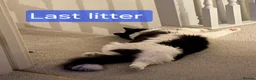 Mixed Breed cats for sale: Long‑Haired Ragdoll Cross Tortoiseshell Kittens - Advert 36