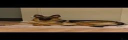 Mixed Breed dogs for sale: 8 beautiful healthy  puppies ,  German shepherd  - Advert 3