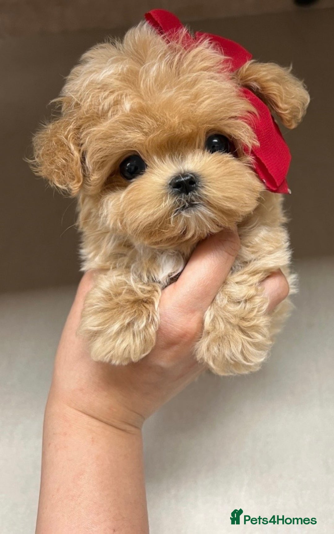 Maltipoo dogs for sale: Toy Female Maltipoo - Advert 2