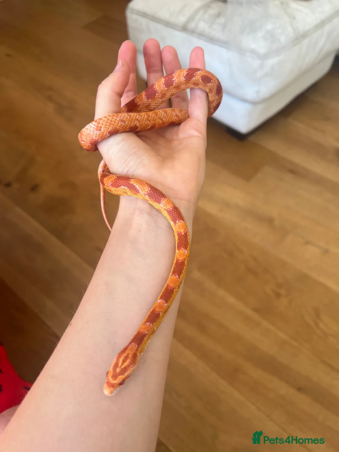 Corn Snake reptiles for sale: Albino Corn Snake  in Broadstone - Advert 2