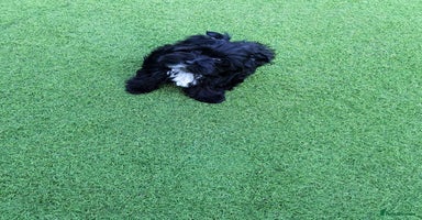 Yorkshire Terrier dogs in Billericay - Advert 8