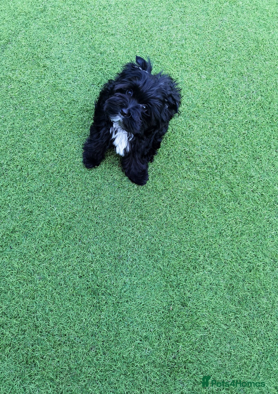 Yorkshire Terrier dogs for sale: Beautiful Yorkshire terrier -1Girl & 1Boy Left🐾 in Billericay - Image 3