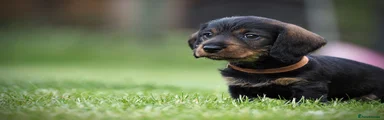 Dachshund 6