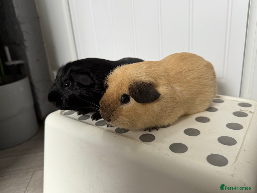 Guinea Pig rodents for sale: 2 Male (Boar) Guinea Pigs  - Image 3