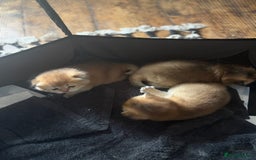 Scottish Fold cats for sale: GOLDEN CHINCHILLA SCOTTISH FOLDS - Image 4