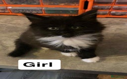 Maine Coon cats for sale: Full maine coon kittens for sale - Image 4